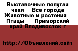 Выставочные попугаи чехи  - Все города Животные и растения » Птицы   . Приморский край,Владивосток г.